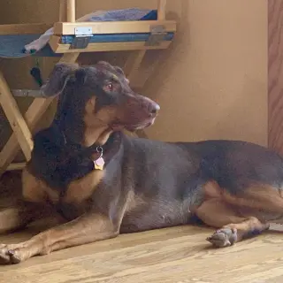 Whiskey - Forever Foster