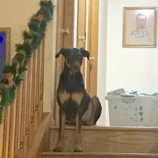 Whiskey - Forever Foster