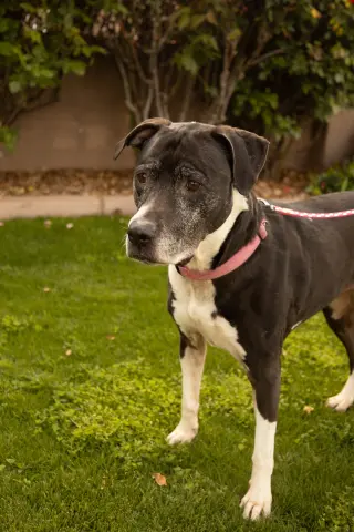 ANNABELLE "Annie"