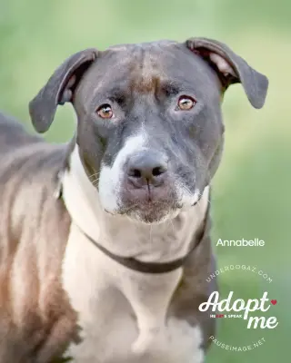 ANNABELLE "Annie"