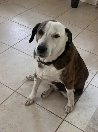 Reagan (fka Brit's pup Han Solo)