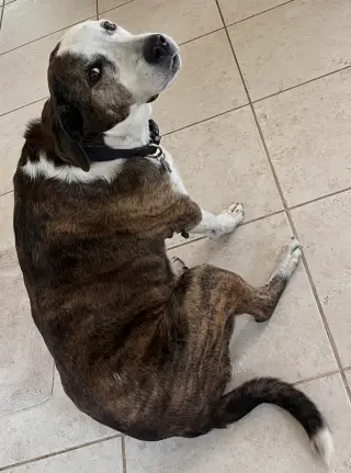Reagan (fka Brit's pup Han Solo)