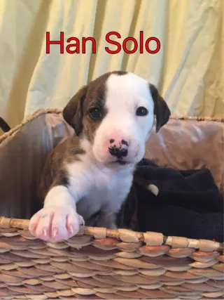 Reagan (fka Brit's pup Han Solo)
