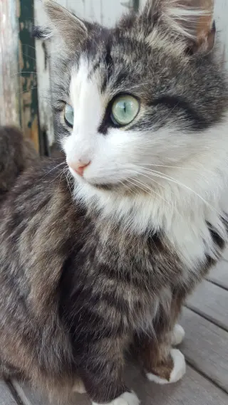 My Purrrrrfect Partner