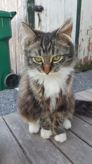 My Purrrrrfect Partner