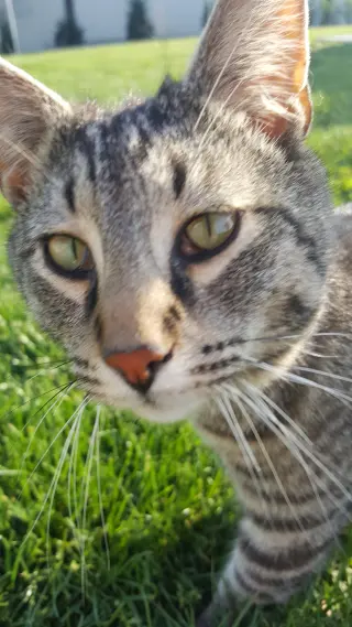 My Purrrrrfect Partner