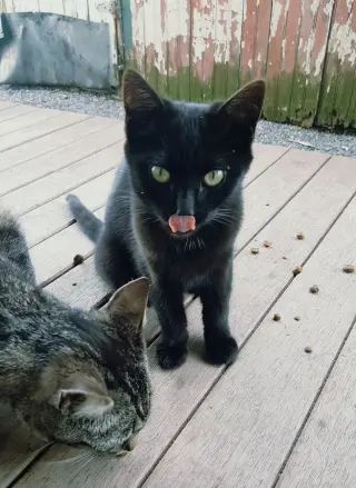 My Purrrrrfect Partner