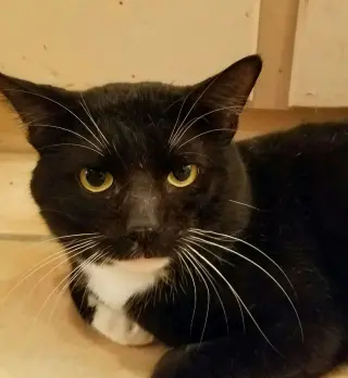 Tucker