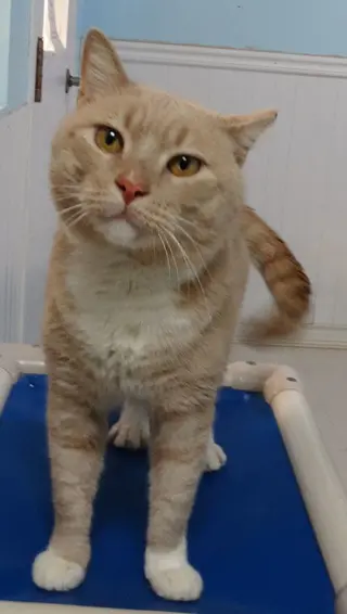 Sammy