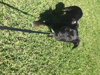 Stella FKA Judie - TRAINING CAMP