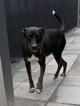 Stella FKA Judie - TRAINING CAMP