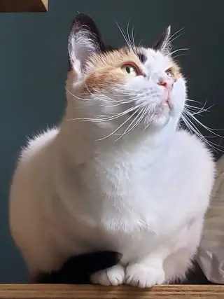 Freya