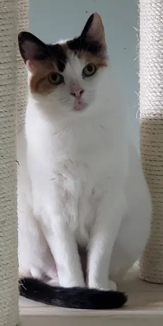 Freya