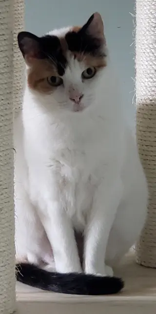 Freya