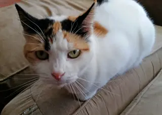 Freya