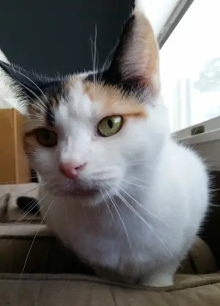 Freya