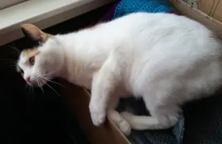 Freya
