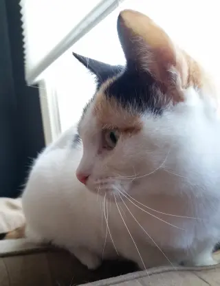 Freya