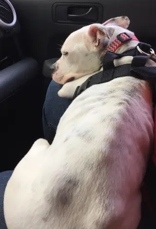 Marlee (Forever Foster)