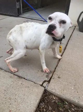 Marlee (Forever Foster)