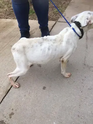 Marlee (Forever Foster)