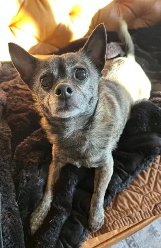 Alfalfa