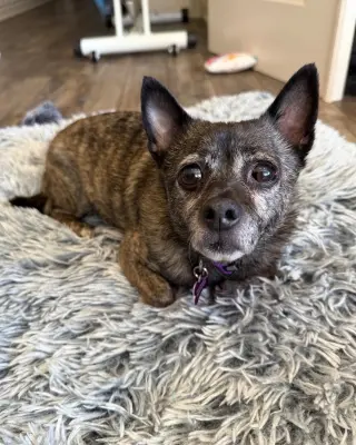 Alfalfa