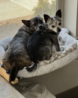 Alfalfa