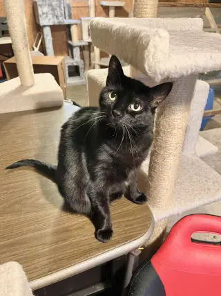 Cora