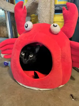 Cora