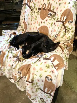 Cora