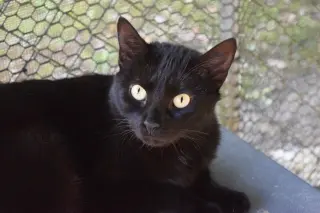 Cora