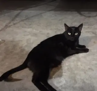 Cora