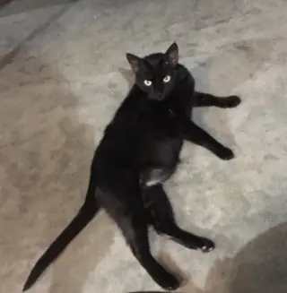 Cora