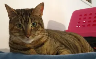 Lucy