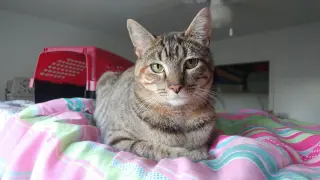 Lucy