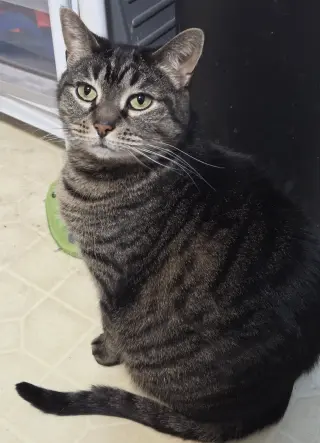 Cinnamon