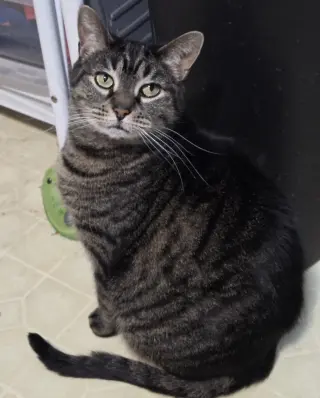 Cinnamon