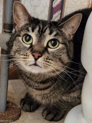 Cinnamon