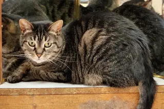 Cinnamon