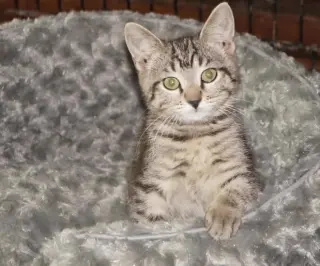 Cinnamon