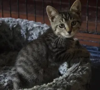 Cinnamon