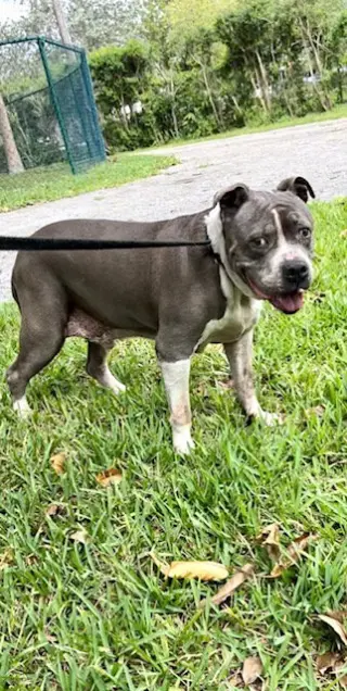 Tyson