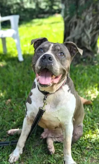 Tyson
