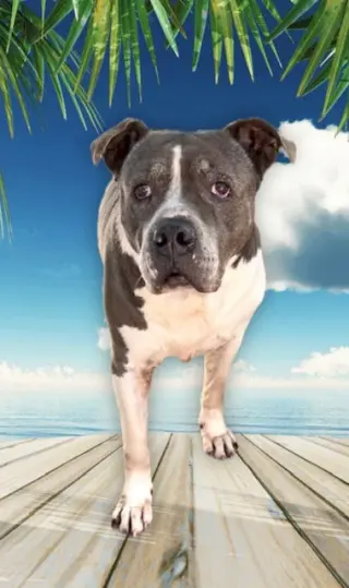 Tyson