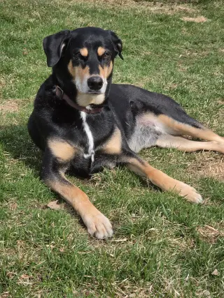 Bug