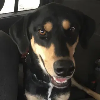 Bug