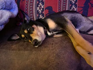 Bug