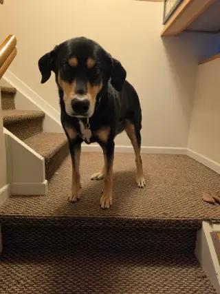 Bug