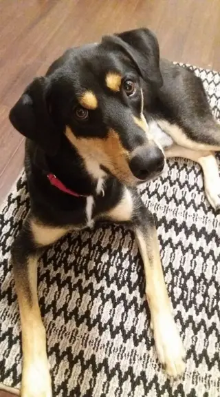 Bug